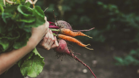 Two hands holding a bunch of carrots and beets from the ground.